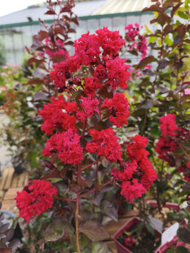 LAGERSTROEMIA INDICA "DYNAMITE®" - LILAS DES INDES
