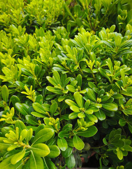 PITTOSPORUM TOBIRA "NANA"