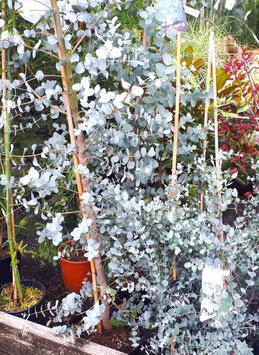 EUCALYPTUS GUNNII ¤
