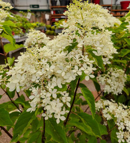 HYDRANGEA PANICULATA "PHANTOM"