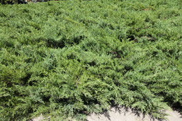 JUNIPERUS COMMUNIS "REPANDA" - CONIFÈRES COUVRE-SOL ¤