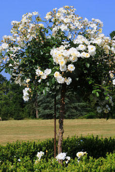 ROSIER TIGE PLEUREUR BLANC ¤