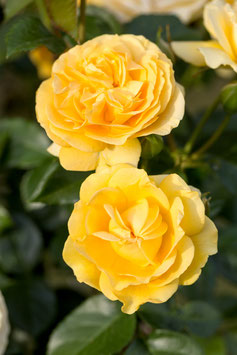 ROSIER ANISADE®