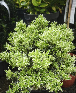 EUONYMUS JAPONICUS PULCHELLUS ARGENTEOVARIEGATUS ~~