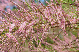 TAMARIX RAMOSISSIMA "PINK CASCADE" DEMI-TIGE ¤