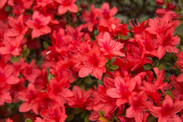 AZALÉE DE JARDIN "REPETITA®" REMONTANT - AZALEA JAPONICA