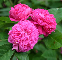 ROSIER "ROSE DE RESCHT" ¤
