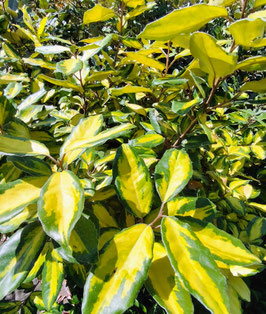 ELAEAGNUS X EBBINGEI "LIMELIGHT"
