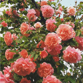 ROSIER GRIMPANT "Alibaba" Orange Clair ¤