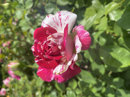 Rosier Julio Iglesias® Meistemon