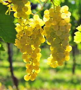 VIGNES DE TABLE