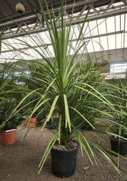CORDYLINE AUSTRALIS ~~