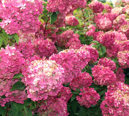Hydrangea paniculata "Framboisine®"