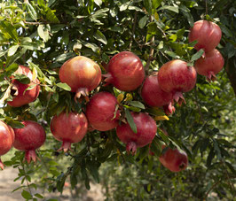 GRENADIER - PUNICA GRANATUM "FINA TENDRAL" DEMI-TIGE -