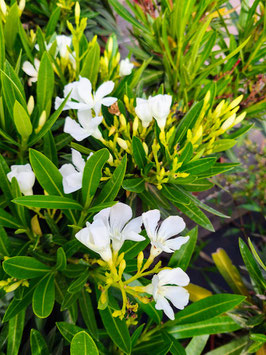 LAURIER ROSE - NERIUM OLEANDER - DIFFERENTES COULEURS ¤