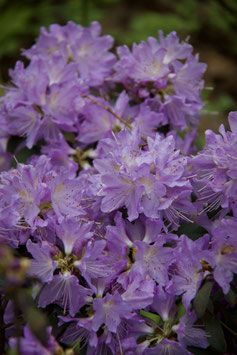 RHODODENDRONS NAINS