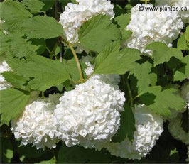 VIBURNUM OPULUS ROSEUM - VIORNE "BOULE DE NEIGE" -