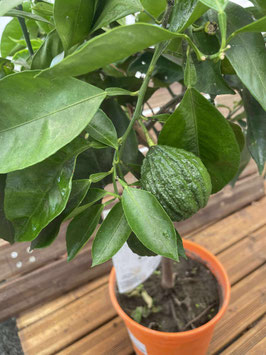 CITRUS LIMETTA PURSHA - DEMI-TIGE - LIMETTE DOUCE DE ROME ~~
