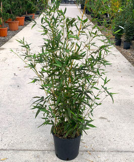 BAMBUSA PHYLLOSTACHYS "AUREA" ¤