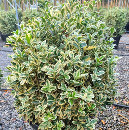 EUONYMUS JAPONICUS "BRAVO" - FUSAIN -