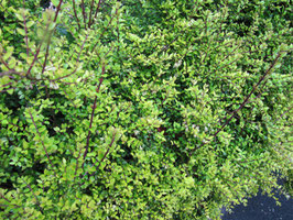 LONICERA NITIDA "MAIGRUN"