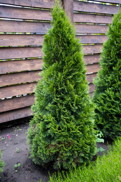 THUJA OCCIDENTALIS "EMERAUDE" ¤