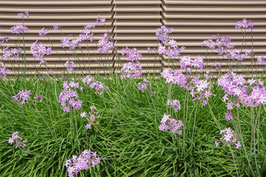 Tulbaghia violacea "Fairy Star" - Rosea
