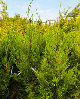 Cupressocyparis Leylandii "Clone Oger" (ou "Clone 2001 selon arrivage) ¤