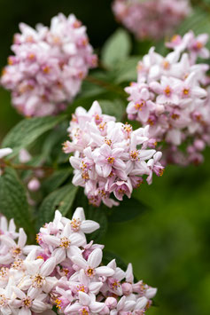 DEUTZIA - DIFFÉRENTES VARIÉTÉS ¤