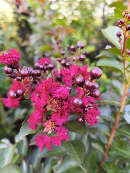 LAGERSTROEMIA "DOUBLE FEATURE" - LILAS DES INDES