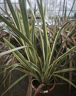 PHORMIUM TENAX "VARIEGATUM"