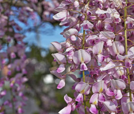 Wisteria floribunda "Lipstick" - Glycine du Japon