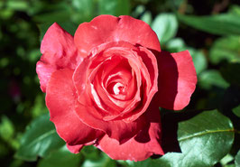 ROSIERS GRIMPANTS - DIFFÉRENTES VARIÉTÉS