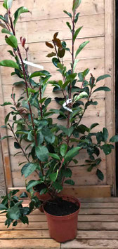PHOTINIA xFRASERI "RED ROBIN MONT REDON" ~~