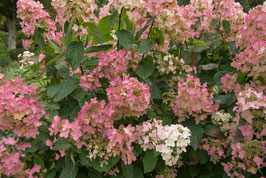 HYDRANGEA PANICULATA "PINK DIAMOND" ¤