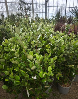 ARBUTUS UNEDO - ARBOUSIER ~~