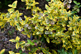 EUONYMUS FORTUNEI - FUSAIN RAMPANT