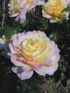 ROSIER MME A. MEILLAND® ?