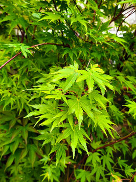 ACER PALMATUM "SANGO KAKU"