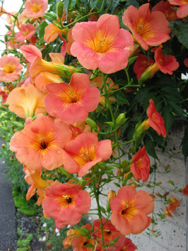 Campsis grandiflora - Bignone à grandes fleurs -