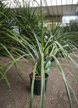 CORDYLINE AUSTRALIS