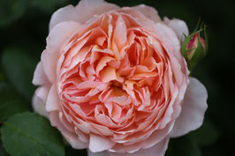 ROSIER ANGLAIS OXFORD®