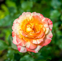 ROSIER MICHÈLE LAROQUE® PANLEXPAIMT ---
