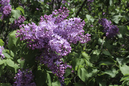 LILAS COMMUN - DIFFÉRENTES VARIÉTÉS ¤