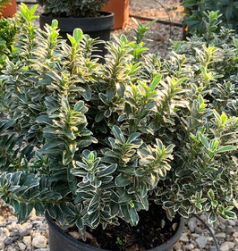 EUONYMUS MICROPHYLLUS "ALBOVARIEGATUS" ¤