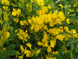 GENISTA PORLOCK