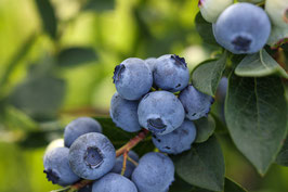 MYRTILLIER "BLUE PEARL®" ---