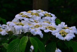 Viburnum plicatum lanarth - Viorne ¤