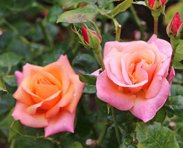 ROSIER ERIKO TAKEDA ® -