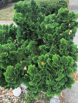 CHAMAECYPARIS OBTUSA "NANA GRACILIS" - CONIFÈRES NAINS